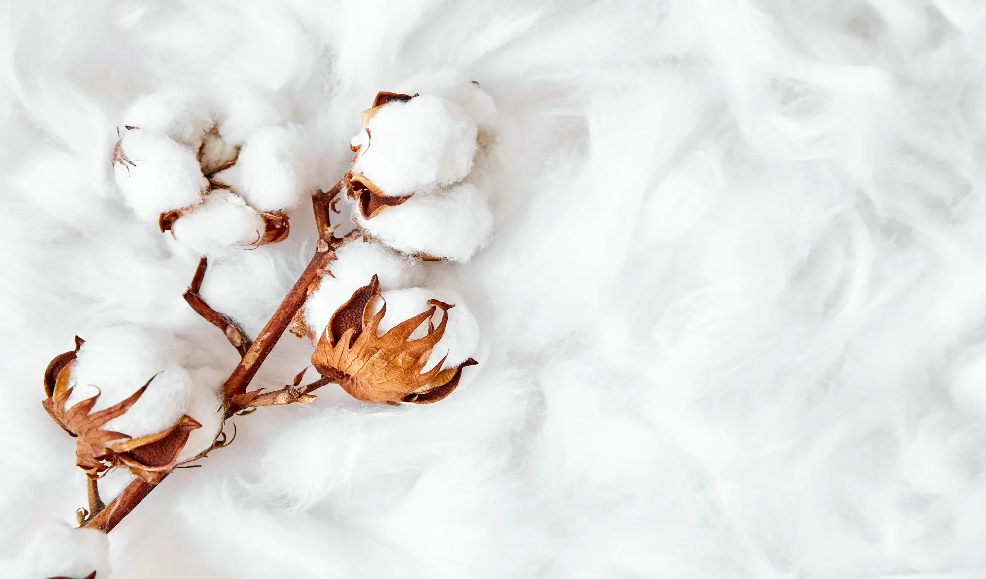 Coton naturel — matière première ZeCabas Paris